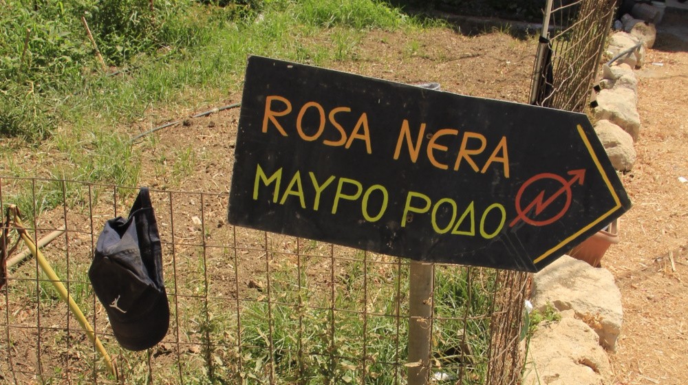 Beitragrosanera