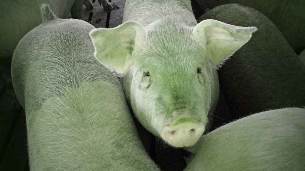Die große Greenwashing-Schweinerei